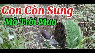 Bẫy quốc mòi quá sung Mà trời mưa