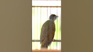 KAPAS TEMBAK GACOR NGEBREN NEMBAK PANJANG - 027 #kapastembak #birds #kapastembakgacor