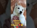 болдеет#питомцы #собака #хаски #funny #электрогорск #dog #doglover #болдеет #животные #вмиреживотных