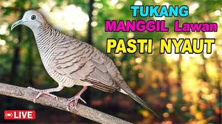 Perkutut Lokal Gacor dari alam liar bikin gacor yang malas BUNYI
