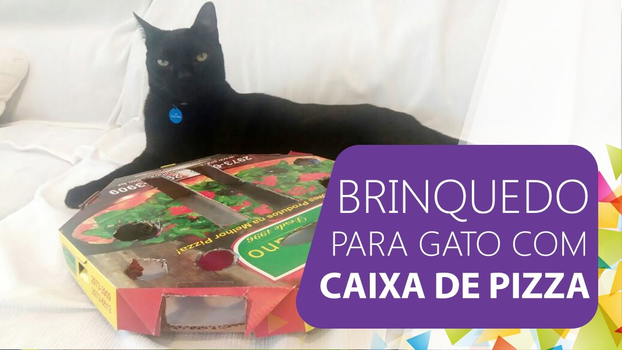 Como Brincar com Seu Gato  Jogos e Brinquedos Populares