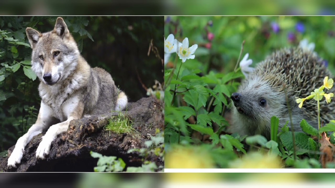 حكايات القنفود والذئب