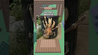 This Crab Shouldn't EXIST 🦀💀