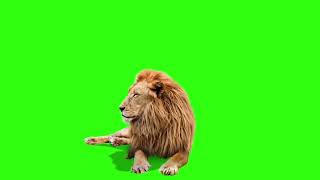 Футаж лев на зелёном фоне - хромакей