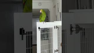 Download Lagu Felito el Lorito mas Bonito 😍 MP3