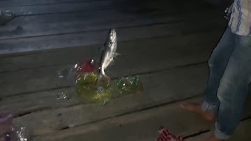 câu cá tra sông vàm cỏ tây