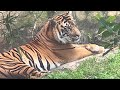 Sumatran Tiger Taking A Nap