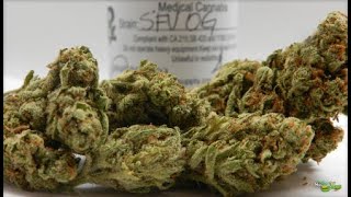 SFV OG: Strain Review