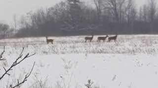 Wild Deer Running