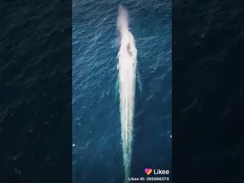 الحوت الأزرق عند ظهوره من رأس البر إلى مطروح حقيقي برؤية أعيان