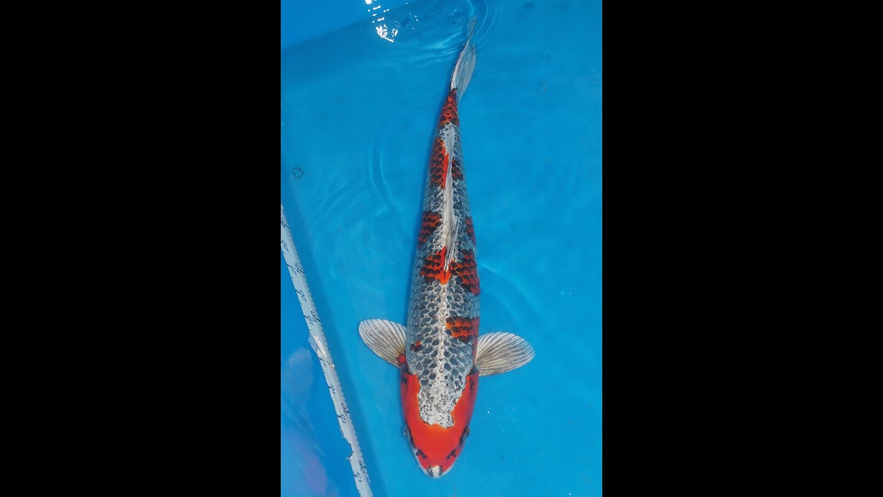 孔雀黄金peacock 2023/04/21撮影 koibest.com -京阪錦鯉センター