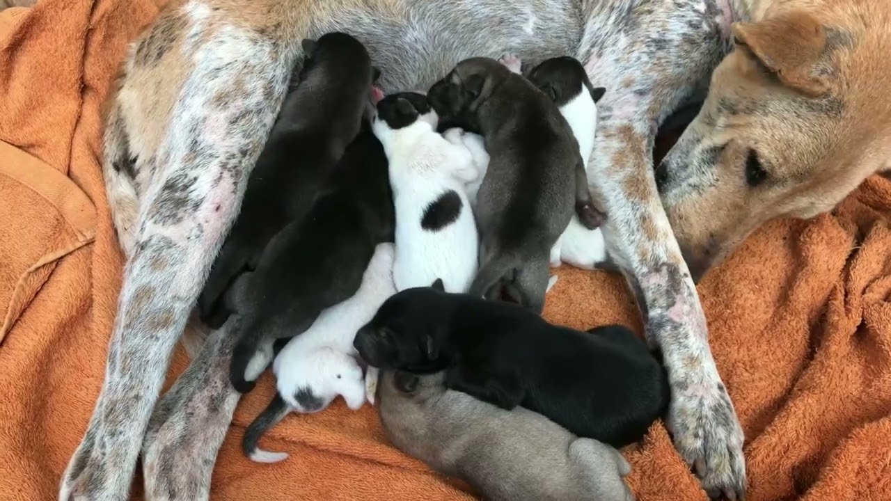 Щенки родились день назад и до сих пор вместе. 66
