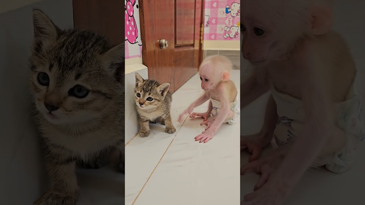 The Sweetest Bond, Tiny Jack and the Cutest Kitten 