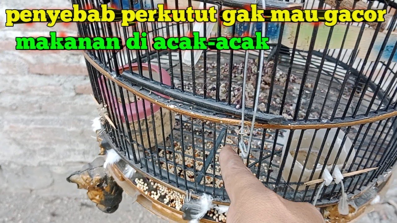 ini tho penyebab perkutut lokal gak mau gacor makanan di acak-acak...