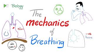 The mechanics of breathing 😮‍💨 | Normal inhalation and exhalation | Respiratory Physiology