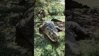 Crocodile Facts That Will Shock You! #Shorts#trending