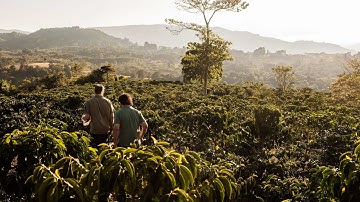 Improving Coffee Quality: Harvesting, Processing and Cupping at Finca Tamana