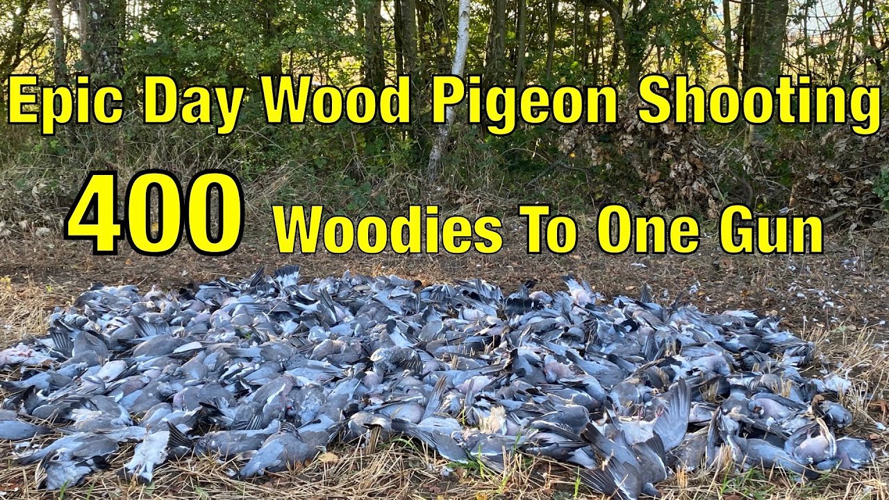 Shooting Pigeon Wood Pigeon Shooting Epic Day 400 Shot To One Gun
