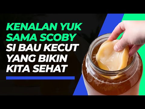 Video: Apakah kombucha memabukkanmu?