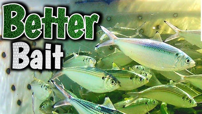 How To Keep Your Bait Alive Longer (To Catch MORE Fish) 