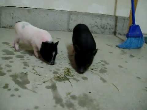 Download Two week old Pot Belly Pigs.
