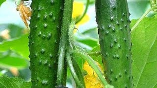 ПОСАДКА ОГУРЦОВ В ТЕПЛИЦУ ИЗ СЕМЯН!!! 🥒🥒🥒