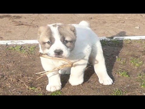 Video: Kako Ločiti Alabaya Od Nemškega Ovčarja