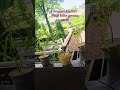 Tomaten-Jungpflanze kaufen - stellt diese Frage! #tomaten #jungpflanze #gewächshaus #garten #gemüse