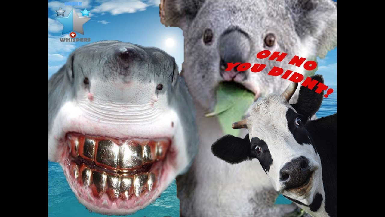 Cow being eaten by 16ft tiger shark in the open sea - YouTube