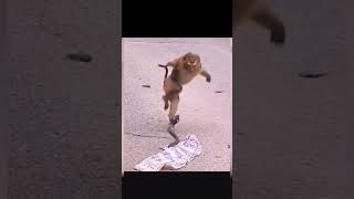 funny monkey ? funny monkey animals youtubeshorts