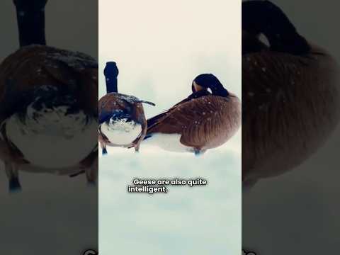 geese facts #duck #goose #geese #wildlife #birds