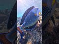 Sohal surgeonfish (Acanthurus sohal) fish attacks human #nature #travel