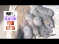 How to Deworm Your Kitten