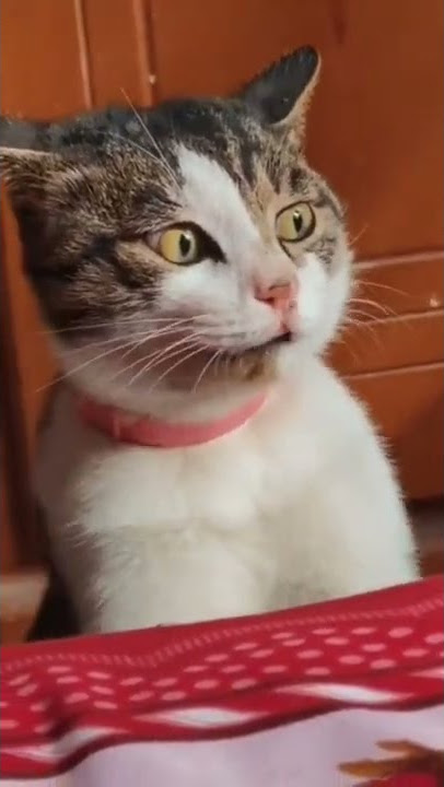 suara kucing marah#shorts