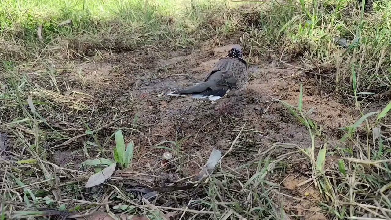 K10 làm nhiệm vụ báo bổi thổ thái bông,clip mồi với bổi hốc nắng ko có bóng cây núp 