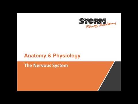 The Nervous System - YouTube