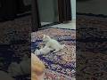 Cats Masti🐈🐈#catmasti #cat #catcomedy #catfunny #cute #cutecat #cuteanimals #shortsfeed #explore 🐈❤️