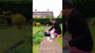 Putting Bread For My Garden Visitor