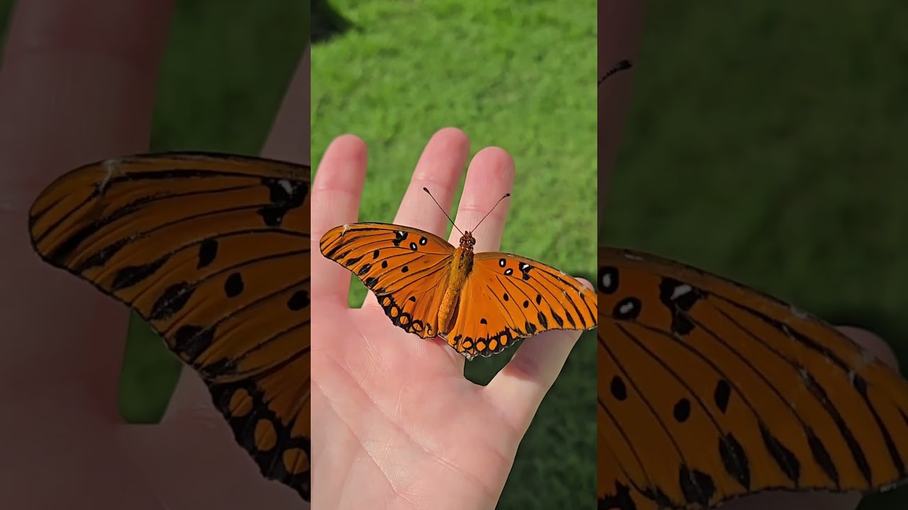 Called it! This one is fresh out of the cocoon!