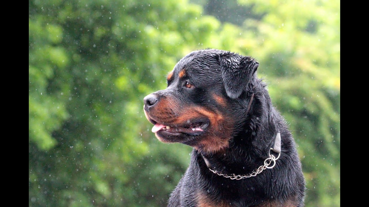 Lexington, Kentucky Dog Boarding and Training YouTube