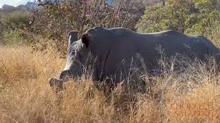 Rhino tracking on foot in Matobo