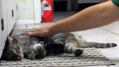 Tiger on catnip with her favorite toy XD