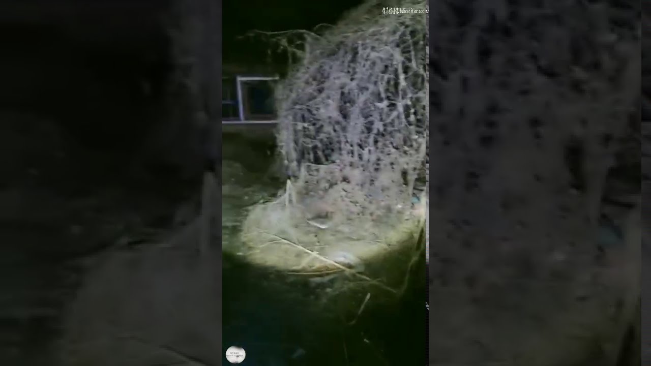 You Guys Believe In Ghosts