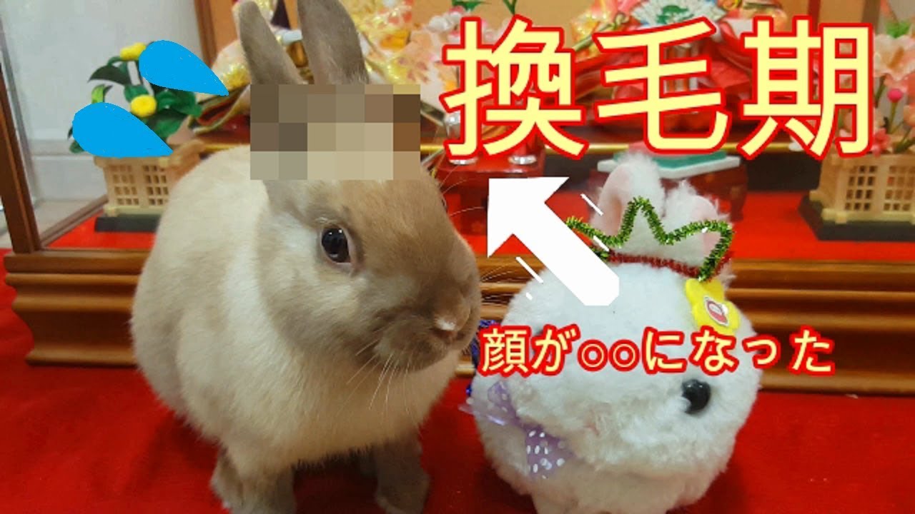 うさぎの換毛期 禿げて顔が変なことに うさぎのコロたん 12 Youtube
