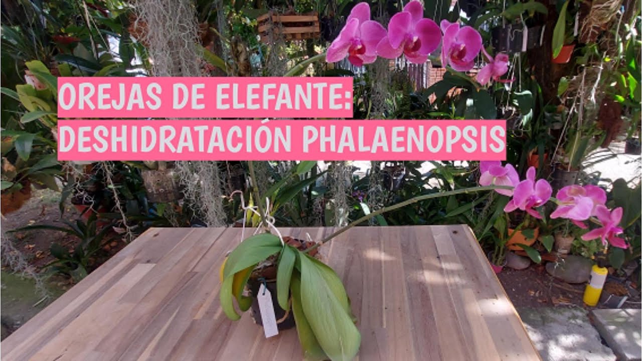 OREJAS DE ELEFANTE DESHIDRATACIÓN PHALAENOPSIS