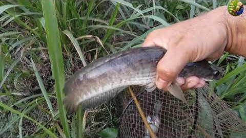 Thăm Lợp Cá Lóc Ở Khu Vực Ao Sen Huyền Bí Sau Cơn Mưa 