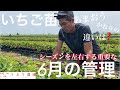 いちご栽培【最重要】6月の管理 育苗
