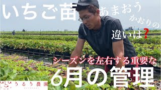 いちご栽培【最重要】6月の管理 育苗