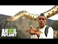 ¡Serpiente toro cambia de piel! | Wild Frank en California | Animal Planet