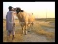 Gujjar Cattle Farm Bull Wanted 2011